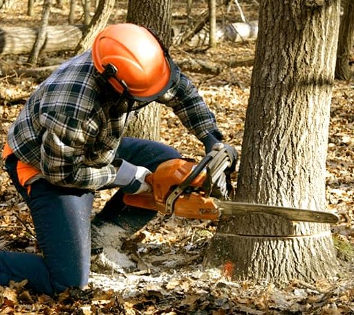 Tree Removal in Iron Station, NC